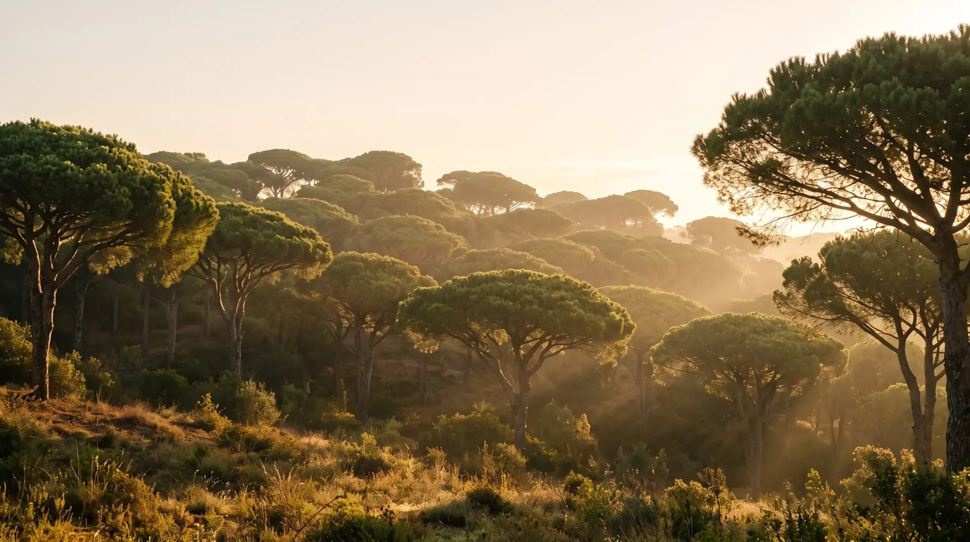 Pine trees in soft morning light
